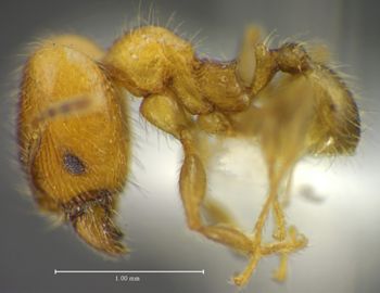 Media type: image;   Entomology 34342 Aspect: habitus lateral view